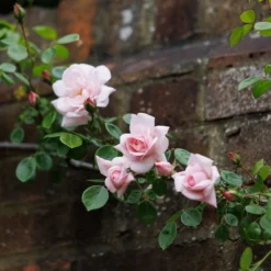 Rosa 'New Dawn' -Cheap Plants Store pl0000077913 card4 lg