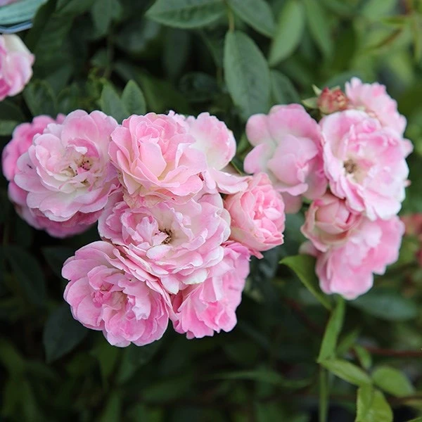 Rosa Pearl Anniversary ('Whitston') (PBR) 2 Rosa Pearl Anniversary ('Whitston') (PBR) - Image 2