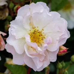 Rosa 'Penelope' -Cheap Plants Store pl0000077921 card4 lg
