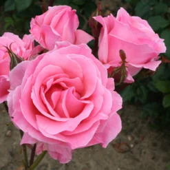 Rosa 'The Queen Elizabeth' 6 Rosa 'The Queen Elizabeth' -Cheap Plants Store pl0000077931 card3 lg