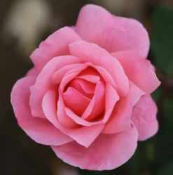 Rosa 'The Queen Elizabeth' 7 Rosa 'The Queen Elizabeth' -Cheap Plants Store pl0000077931 card4 lg scaled