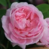 Rosa 'Königin Von Dänemark'
