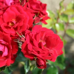 Rosa Ruby Anniversary ('Harbonny') (PBR) 5 Rosa Ruby Anniversary ('Harbonny') (PBR) -Cheap Plants Store pl0000077948 card3 lg