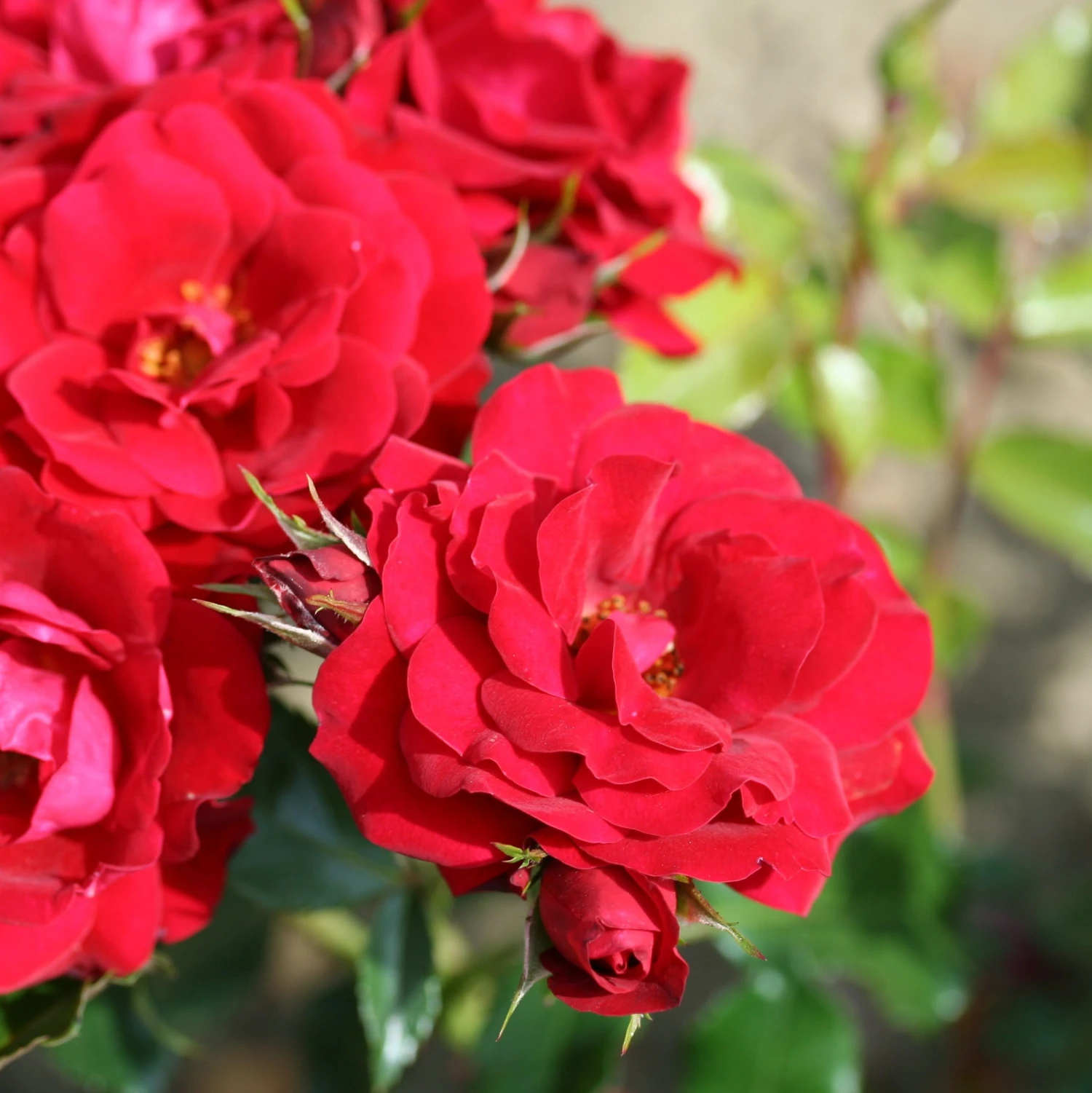 Rosa Ruby Anniversary ('Harbonny') (PBR) 3 Rosa Ruby Anniversary ('Harbonny') (PBR) - Image 3