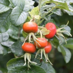 Rosa Rugosa 'Rubra' -Cheap Plants Store pl0000077954 card3 lg