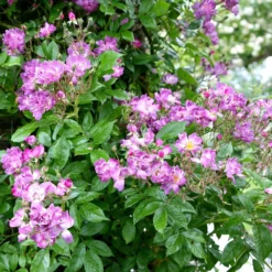 Rosa 'Veilchenblau' -Cheap Plants Store pl0000077991 card3 lg