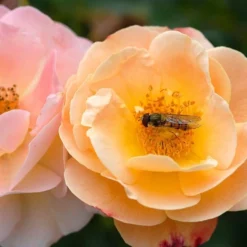 Rosa Flower Carpet Amber ('Noa97400a') (PBR) 12 Rosa Flower Carpet Amber ('Noa97400a') (PBR) -Cheap Plants Store pl0000077994 card6 lg