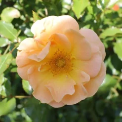 Rosa Flower Carpet Amber ('Noa97400a') (PBR) 13 Rosa Flower Carpet Amber ('Noa97400a') (PBR) -Cheap Plants Store pl0000077994 card7 lg