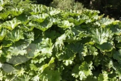 Darmera Peltata -Cheap Plants Store pl0000078140 card3 lg