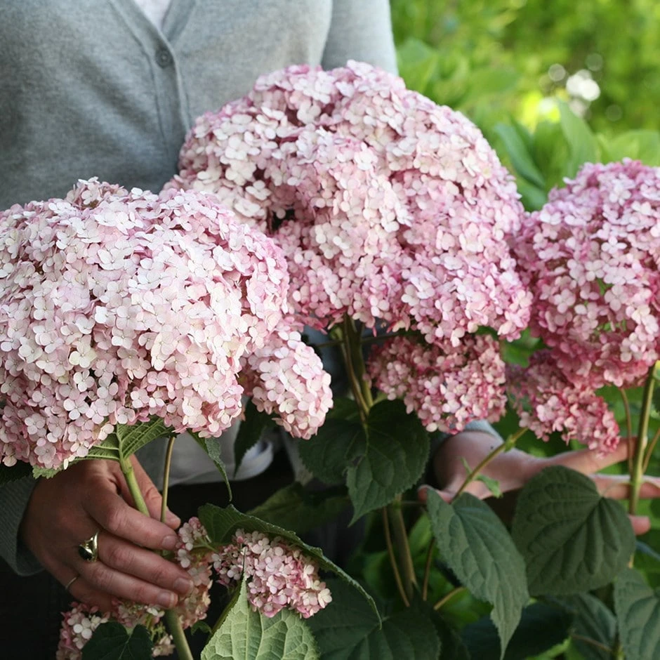 Hydrangea Arborescens Sweet Annabelle ('Ncha4') (PBR) 1 Hydrangea Arborescens Sweet Annabelle ('Ncha4') (PBR)