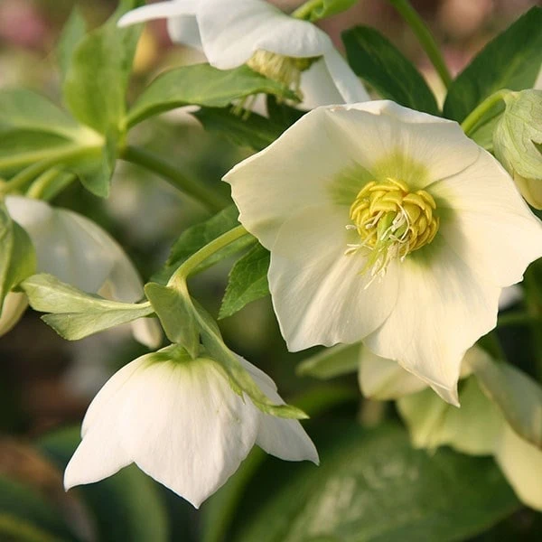 Helleborus × Hybridus Harvington White 2 Helleborus × Hybridus Harvington White - Image 2