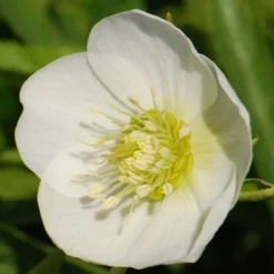 Helleborus × Hybridus Harvington White 5 Helleborus × Hybridus Harvington White -Cheap Plants Store pl0000078249 card3 lg