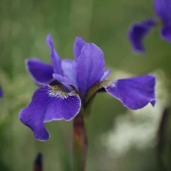Iris 'Silver Edge' -Cheap Plants Store pl0000078299 card3 lg