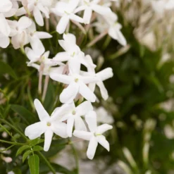 Jasminum Polyanthum -Cheap Plants Store pl0000085034 card4 lg