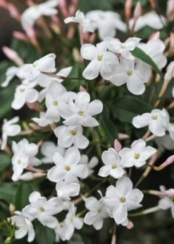 Jasminum Polyanthum -Cheap Plants Store pl0000085034 card5 lg