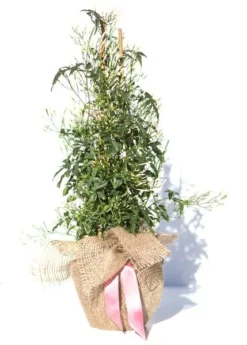 Jasminum Polyanthum -Cheap Plants Store pl0000085034 card6 lg