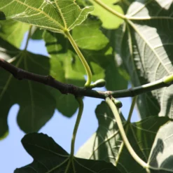 Fig 'Brown Turkey' -Cheap Plants Store pl1000000029 card4 lg scaled