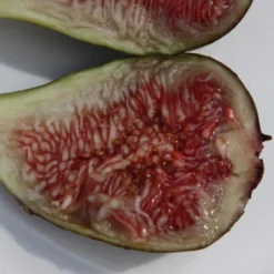 Fig 'Brown Turkey' -Cheap Plants Store pl1000000029 card5 lg scaled