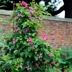 Clematis 'Princess Diana' -Cheap Plants Store pl1000000211 card3 lg