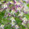 Clematis × Triternata 'Rubromarginata'