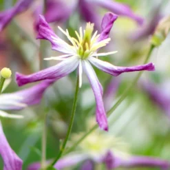 Clematis × Triternata 'Rubromarginata' -Cheap Plants Store pl1000000212 card3 lg
