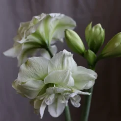 Hippeastrum (Double Galaxy Group) 'Marilyn' (PBR) -Cheap Plants Store pl1000000413 card3 lg