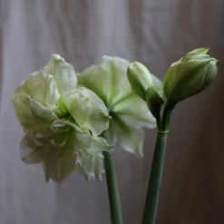Hippeastrum (Double Galaxy Group) 'Marilyn' (PBR) -Cheap Plants Store pl1000000413 card4 lg