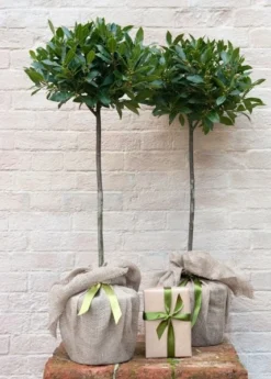 Laurus Nobilis -Cheap Plants Store pl1000000576 card3 lg