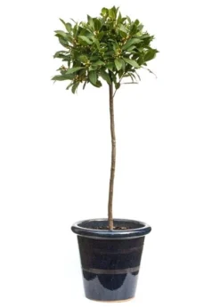 Laurus Nobilis -Cheap Plants Store pl1000000576 card4 lg