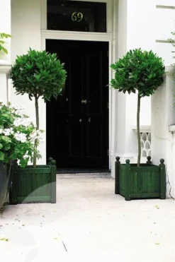 Laurus Nobilis -Cheap Plants Store pl1000000576 card5 lg