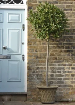 Laurus Nobilis -Cheap Plants Store pl1000000576 card6 lg