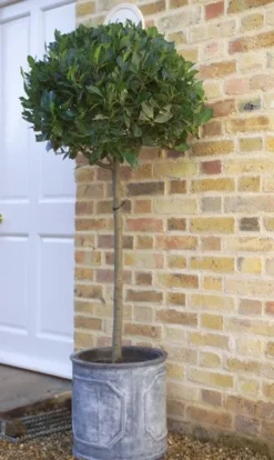 Laurus Nobilis -Cheap Plants Store pl1000000576 card7 lg