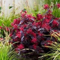 Loropetalum Chinense Var. Rubrum 'Fire Dance' 7 Loropetalum Chinense Var. Rubrum 'Fire Dance' -Cheap Plants Store pl1000000932 card3 lg