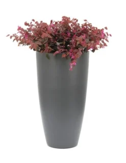 Loropetalum Chinense Var. Rubrum 'Fire Dance' 8 Loropetalum Chinense Var. Rubrum 'Fire Dance' -Cheap Plants Store pl1000000932 card4 lg