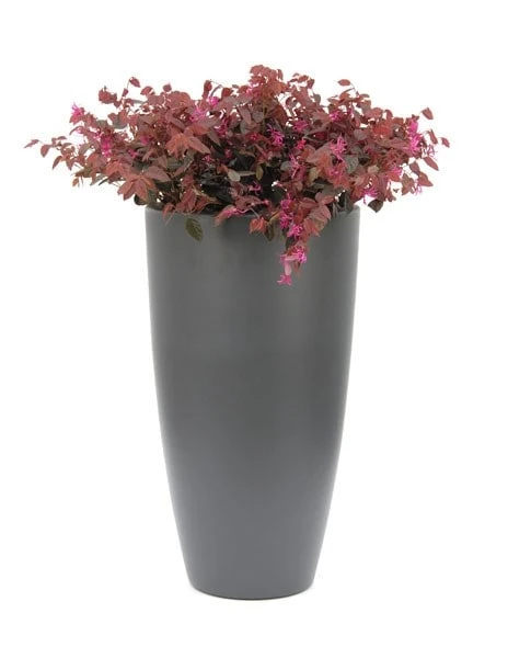 Loropetalum Chinense Var. Rubrum 'Fire Dance' 4 Loropetalum Chinense Var. Rubrum 'Fire Dance' - Image 4