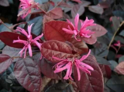 Loropetalum Chinense Var. Rubrum 'Fire Dance' 9 Loropetalum Chinense Var. Rubrum 'Fire Dance' -Cheap Plants Store pl1000000932 card5 lg