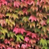 Parthenocissus Tricuspidata 'Veitchii'