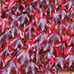 Parthenocissus Tricuspidata 'Veitchii' -Cheap Plants Store pl1000001556 card4 lg