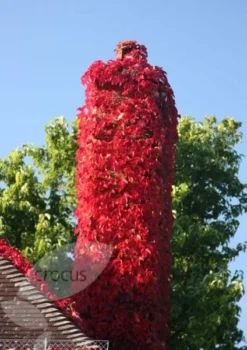 Parthenocissus Tricuspidata 'Veitchii' -Cheap Plants Store pl1000001556 card5 lg