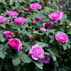 Rosa 'Reine Des Violettes' -Cheap Plants Store pl1000001991 card3 lg