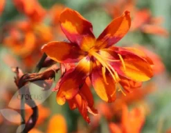 Crocosmia × Crocosmiiflora 'Emily Mckenzie' -Cheap Plants Store pl2000002149 card4 lg