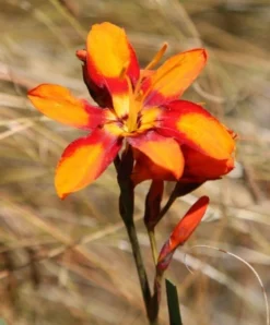 Crocosmia × Crocosmiiflora 'Emily Mckenzie' -Cheap Plants Store pl2000002149 card5 lg