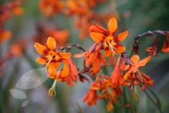 Crocosmia × Crocosmiiflora 'Emily Mckenzie' -Cheap Plants Store pl2000002149 card6 lg