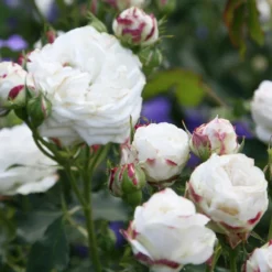Rosa 'Boule De Neige'