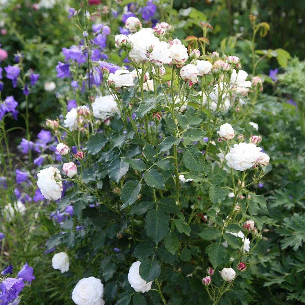 Rosa 'Boule De Neige' 2 Rosa 'Boule De Neige' - Image 2