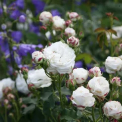 Rosa 'Boule De Neige' 5 Rosa 'Boule De Neige' -Cheap Plants Store pl2000002339 card3 lg