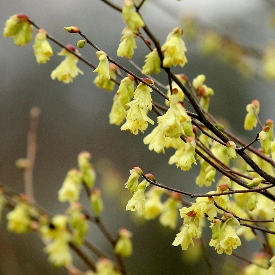Corylopsis Pauciflora 1 Corylopsis Pauciflora