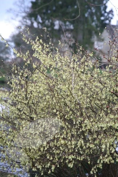 Corylopsis Pauciflora 2 Corylopsis Pauciflora - Image 2