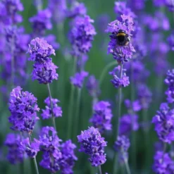 Lavandula Angustifolia 'Munstead' -Cheap Plants Store pl2000002724 card3 lg