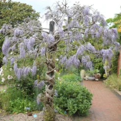 Wisteria Floribunda 'Domino' -Cheap Plants Store pl2000002750 card3 lg